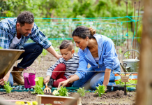 A family working in a vegetable garden.