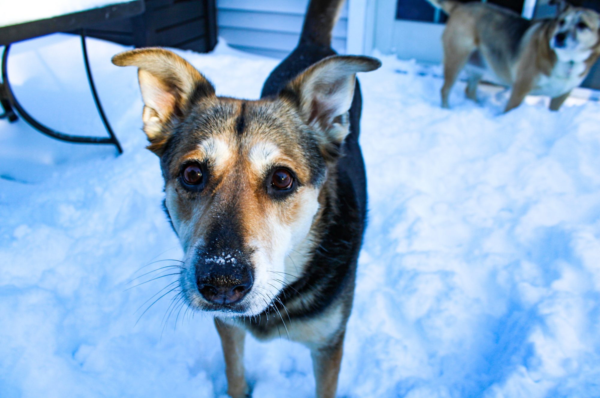 One of the author's two german shepherd mixes. The dog is black, with white and brown markings, and is standing in the snow.