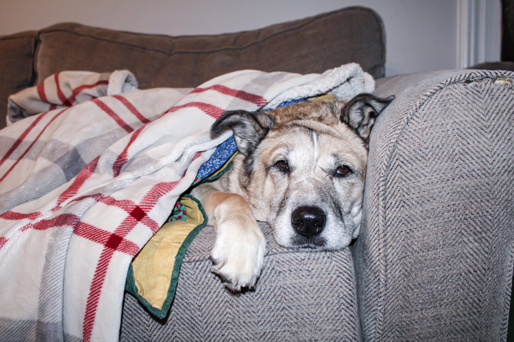 One of the author's two german shepherd mixes. The dog is tan with dark gray ears, and is laying down on a brown sofa under a white blanket with red and gray stripes. 